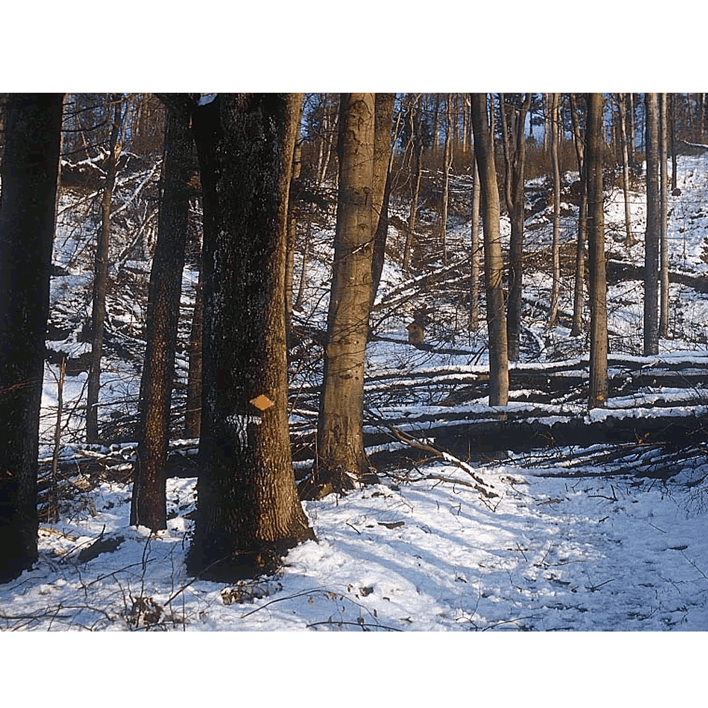 winter